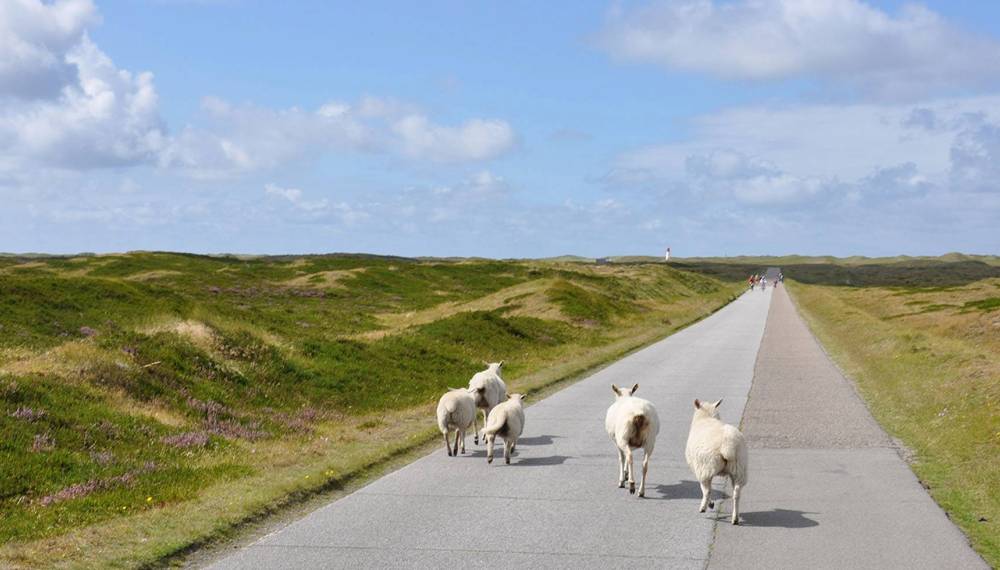 Freilaufende Schafe auf einem Weg durch die Dünenlandschaft auf Sylt.