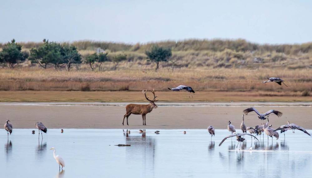 Ein Hirsch inmitten der Boddenlandschaft – umgeben von Kranichen und weiteren Vogelarten auf Zingst.