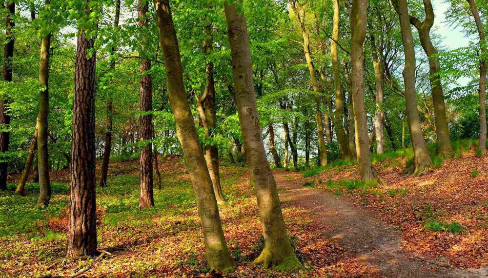 Der Küstenwald Heringsdorf auf Usedom begeistert mit satten grünen Blättern und dichten Bäumen.