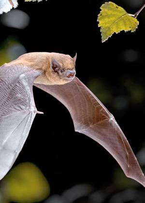 Fliegende Fledermaus fliegt ausgebreiteten Flügeln im Wald zur Zeit der Perseiden.