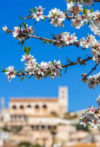 Mandelblüten blühen an einem Baum, im Hintergrund alte Gebäude