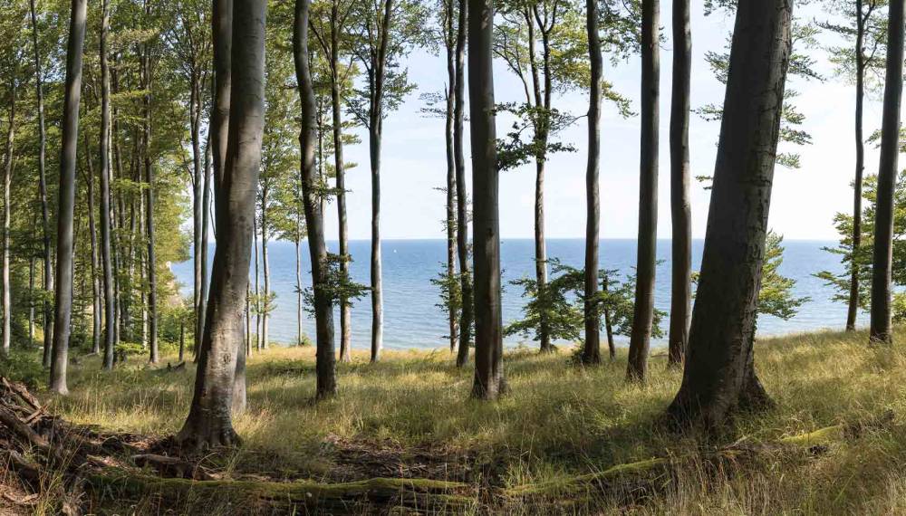 Lichter Buchenwald an der Steilküste mit freiem Blick auf die ruhige Ostsee auf der Insel Rügen.