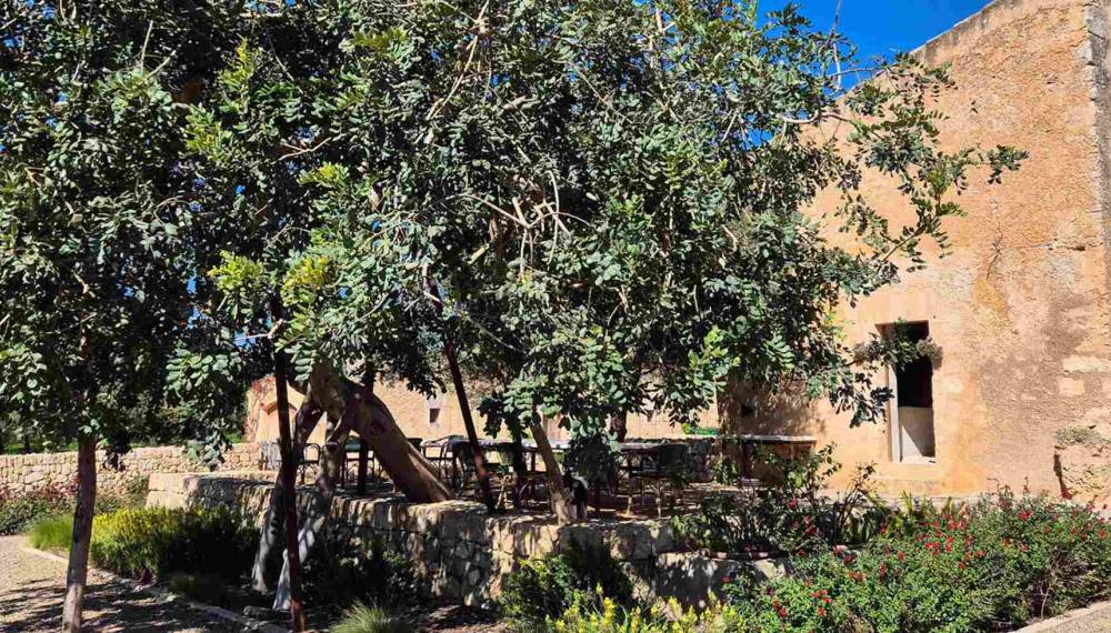 Die Aubocassa Finca mit Sitzmöglichkeiten und Tischen unter Olivenbäumen auf Mallorca.