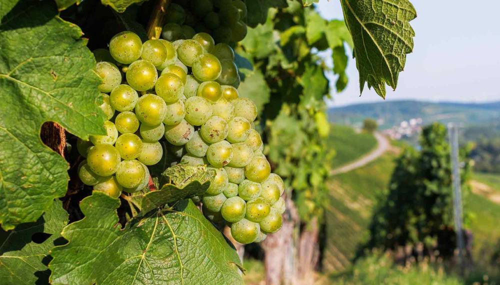 Grüne Riesling-Trauben am Weinberg © Adobe Stock, Dina