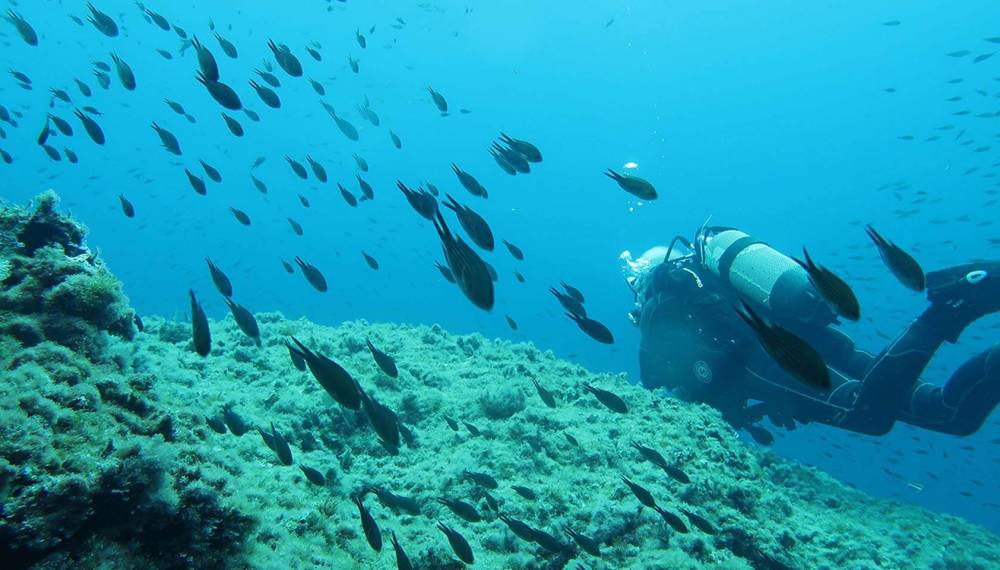 Schwarm kleiner Fische im klaren Wasser vor Mallorca neben einem Taucher.