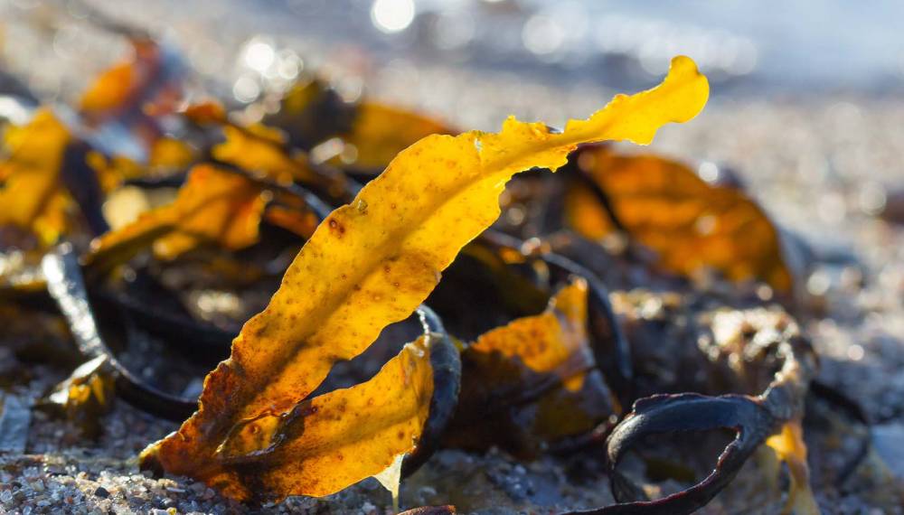 Angespülte braun-goldene Algen liegen am Strand der Ostsee.