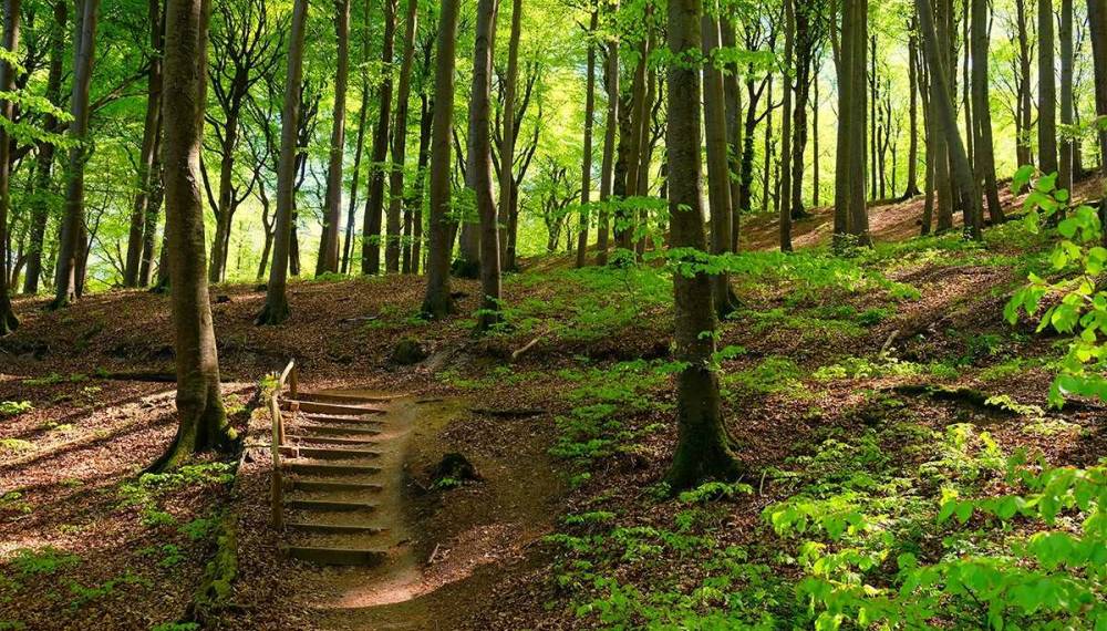 Waldweg mit Stufen im hellgrünen Buchenwald des Nationalparks Jasmund auf Rügen.