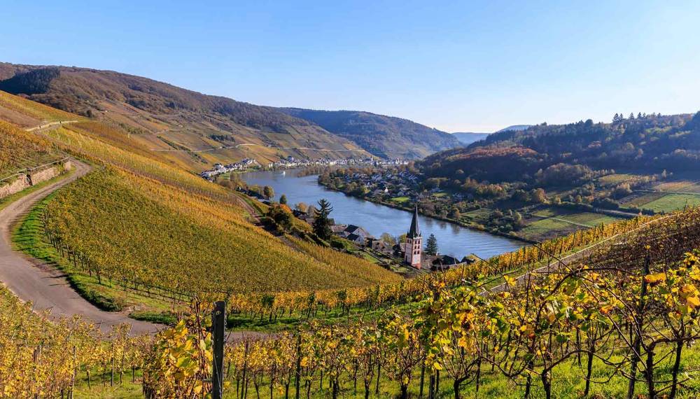 Blick von den Weinbergen und Reebsorten auf die Mosel im Gebiet Rheinland-Pfalz im Herbst.