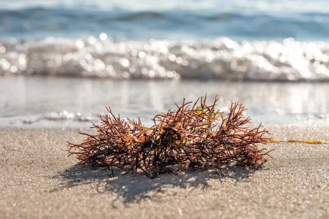 Nahaufnahme von Meeresalgen auf einem Sandstrand, beleuchtet von der Sonne, mit sanften Wellen im Hintergrund