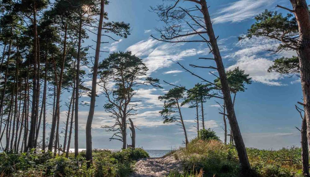 Der Küstenwald Ahrenshooper Holz auf Fischland-Darß-Zingst mit Blick auf die Ostsee.