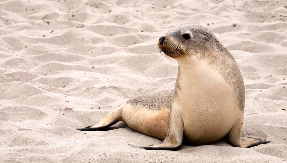 Eine Robbe ruht entspannt am Sandstrand auf Sylt und genießt die ruhige Küstenatmosphäre.