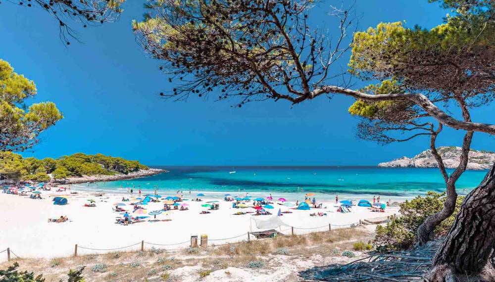 Blick auf den Cala Agulla auf Mallorca mit weißem Sandstrand und Pinienbäumen.