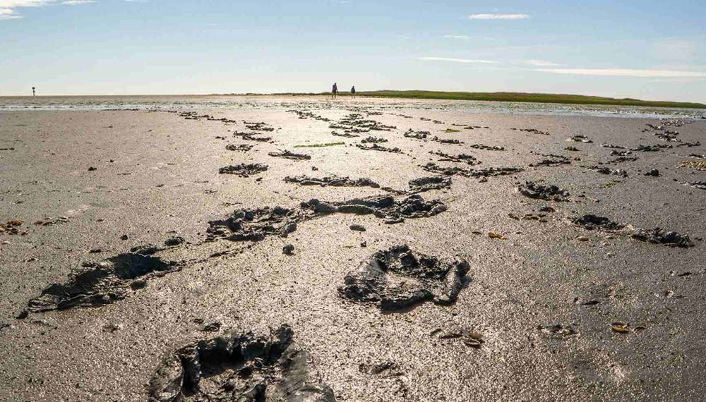 Fußspuren im feuchten Wattboden während einer Wanderung durch das Wattenmeer auf Sylt.