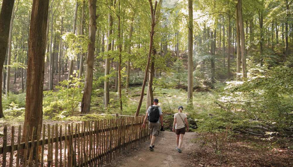 Wanderweg durch einen sonnendurchfluteten Buchenwald auf Rügen mit Spaziergängern in unberührter Natur.