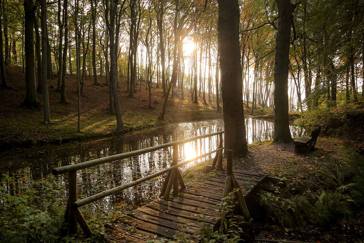 Forest path with bench and wooden bridge leading over a small lake for an active vacation at Koopmanns Hotel & Lädchen.