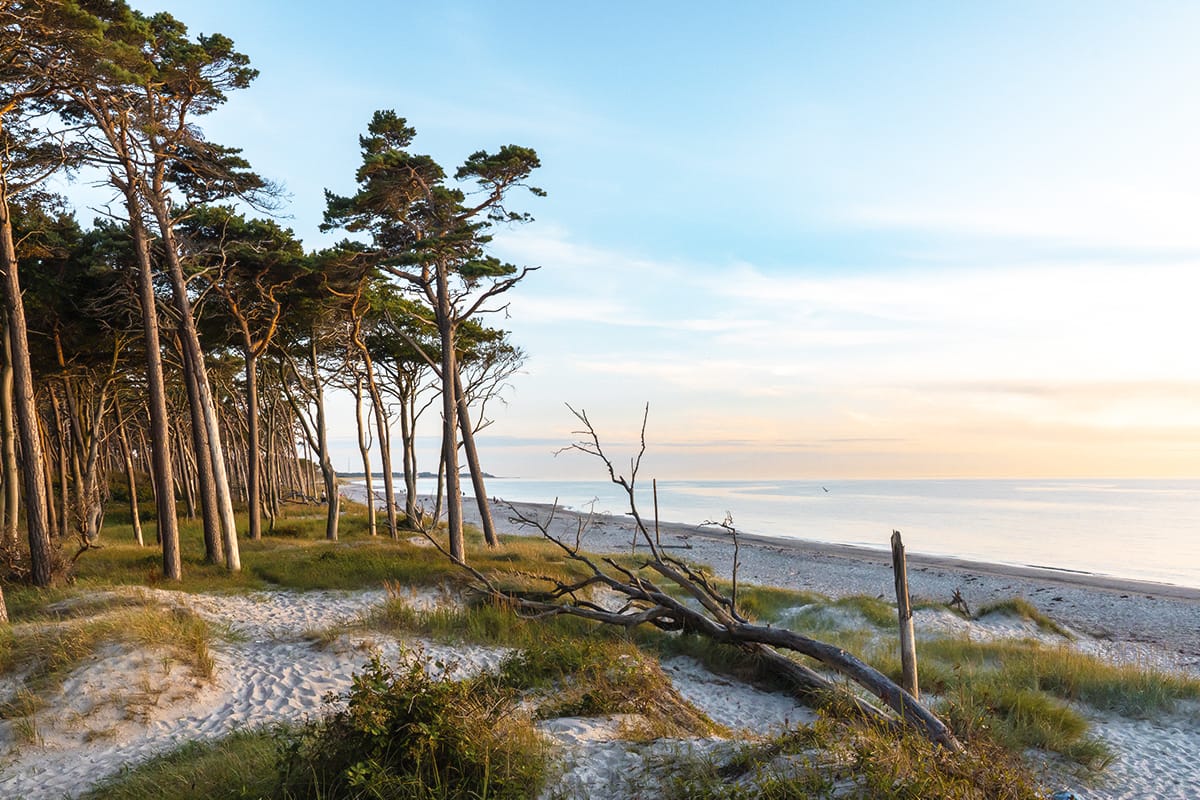 Coastal landscape with tall pine trees, sand dunes and a view of the sea near Ahrenshoop on the Baltic Sea.